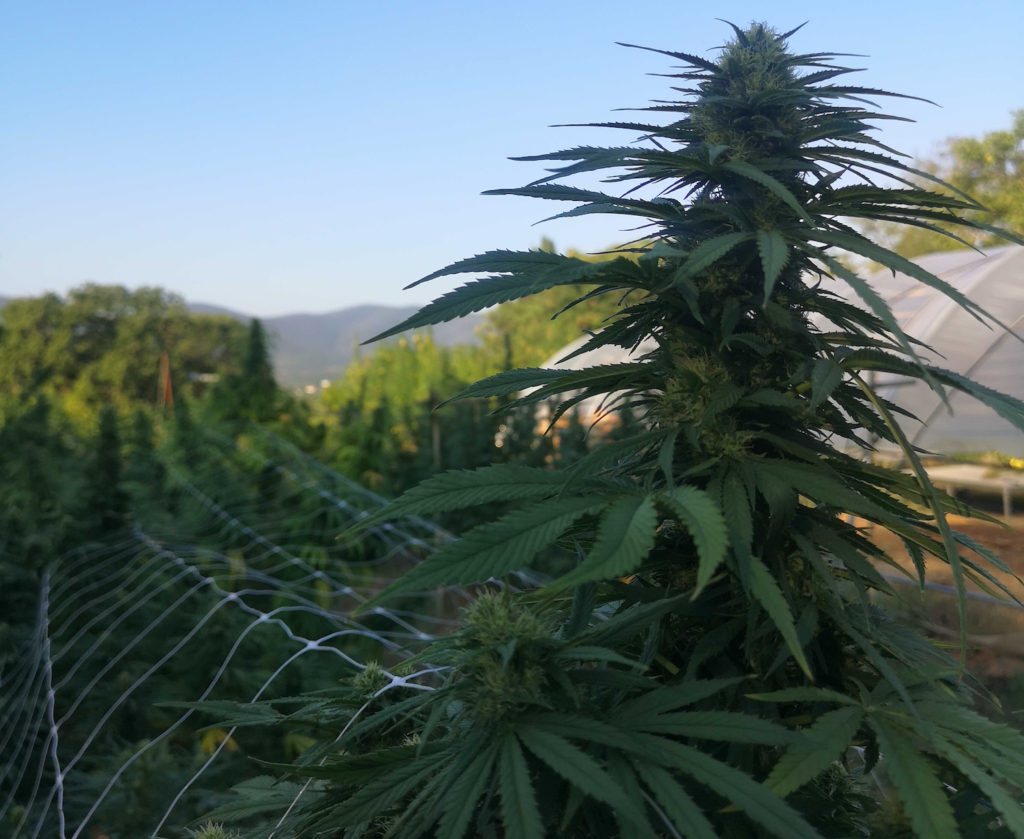 CBD oil for anxiety